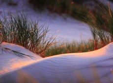 Image by morzaszum from Pixabay
