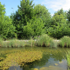 Zbiornik z wodną i szuwarową roślinnością jezior eutroficznych; za nim nasadzenie roślinności leśnej