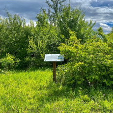 Skupienie krzewów w nasadzeniu roślinności ruderalnej – doskonałe miejsce do bytowania i rozrodu wielu drobnych zwierząt, w tym ptaków.