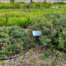 Stanowisko woskownicy europejskiej na ścieżce osobliwości florystycznych- przykład ochrony ex situ. Krzewy pochodzą z sadzonek pozyskanych z naturalnej populacji z okolicy wsi Krakulice (obrzeże Słowińskiego PN).