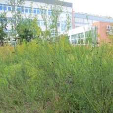 Dobrze zakorzenione, owocujące osobniki żarnowca na żarnowczysku.