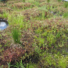 Dobrze rozwijająca się kępowa i dolinkowa roślinność torowiskowa na torfowisku wysokim
