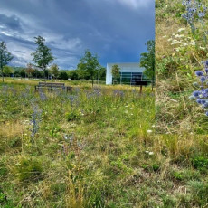 Bardzo liczna, obficie obsiewająca się populacja mikołajka na murawie kserotermicznej.