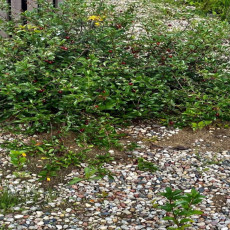 Owocująca wisienka stepowa w punkcie osobliwości florystyczne. Na pierwszym planie widoczne nowe pędy odroślowe wyrastające z korzeni.