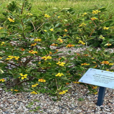 Obficie owocujący krzew jarząbu nieszpułkowego w punkcie osobliwości florystyczne.
