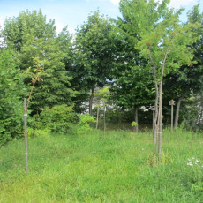 Nowe sadzonki drzew i krzewów na trawniku, powiększające powierzchnię nasadzenia leśnego.