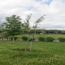 Kwitnące rośliny motylkowe (głównie koniczyna) na rzadko koszonym trawniku. Doskonałe miejsce dla licznych owadów zapylających