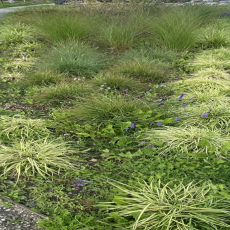 Nowe nasadzenie ozdobnych traw i turzyc w miejscu zbyt wilgotnym dla wcześniejszego nasadzenia lawendy.