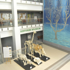 Ekspozycja szkieletów ssaków, wśród okazów podziwiać można żyrafę, nosorożca, hipopotama czy żubra. Wydział Biologii UG